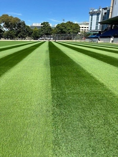 Intense ryegrass at Sydney University sports ground