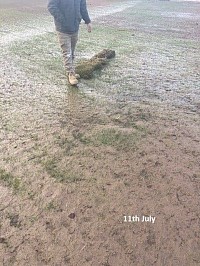 Flooding of a turf farm and a deposit of sediment on the surface