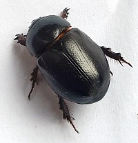 African black beetle adult scarab