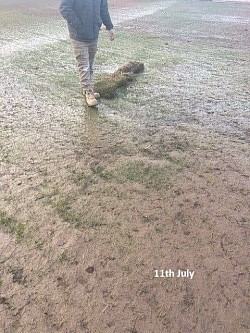 Insurance claims for flooded turf farms