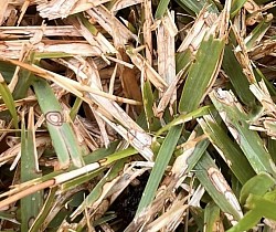 Turfgrass disease management
