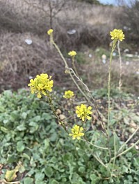 The yellow flower of hoary mustard or Buchanan weed