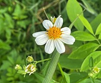 Flower of Farmers Friend or Cobblers Pegs