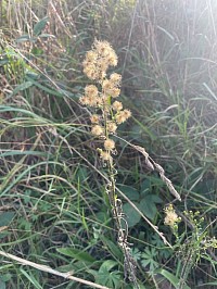 Flower head of Fleabane