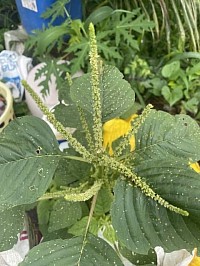 Amaranthus flower